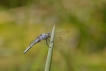 Insectes Orthétrum brun (Orthetrum brunneum)