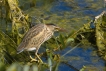 Oiseaux Blongios nain (Ixobrychus minutus)