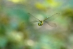 Insectes Aeschne bleue (Aeshna cyanea)