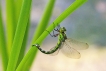 Insectes Aeschne bleue (Aeshna cyanea)