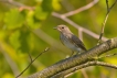 Oiseaux Gobemouche gris (Muscicapa striata)