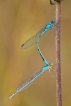 Insectes Agrion porte-coupe (Enallagma cyathigerum)