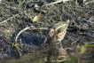Oiseaux Bécassine sourde (Lymnocryptes minimus)