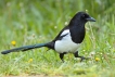 Oiseaux Pie bavarde (Pica pica)