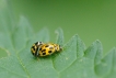 Insectes coccinelle à damier (Propylea quatuordecimpunctata)
