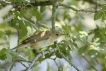 Oiseaux Rousserolle effarvatte (Acrocephalus scirpaceus)