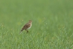 Oiseaux Alouette des champs (Alauda arvensis)