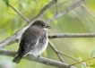 Oiseaux Gobemouche noir (Ficedula hypoleuca)