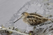 Oiseaux Bécassine des marais (Gallinago gallinago)