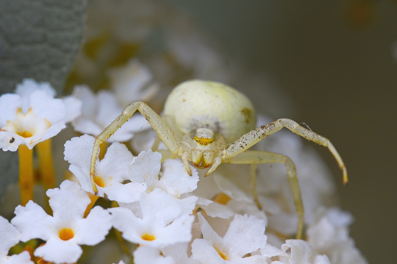 Photo Araignées Thomise Variable (Misumena vatia)