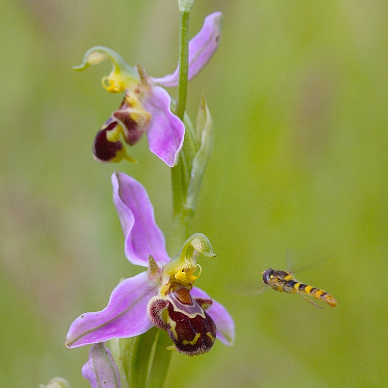 Photo Flore Ophrys abeille (Ophrys apifera)