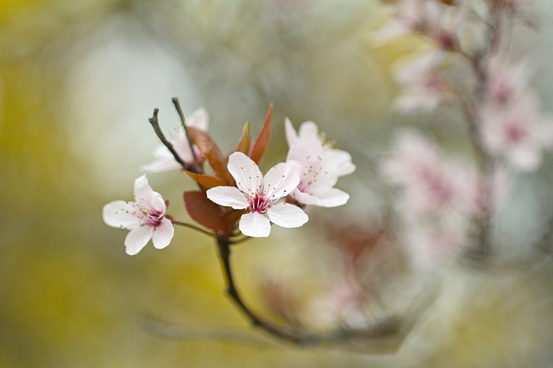 Photo Flore Prunier-cerise (Prunus cerasifera)