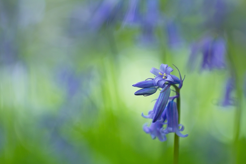 Photo Flore Jacinthe des bois (Hyacinthoides non-scripta)
