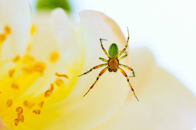 Photo Araignées Epeire concombre (Araniella cucurbitina)