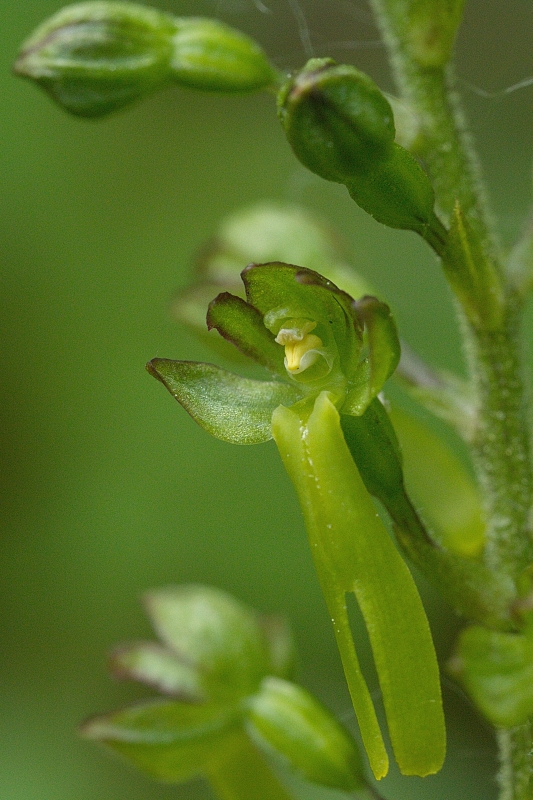 Photo Flore Listère à feuilles ovales (Listera ovata)