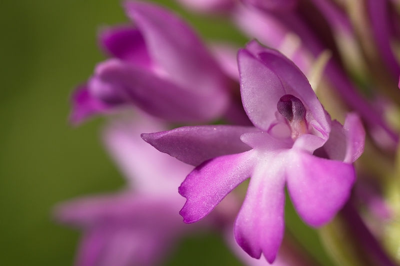 Photo Flore Orchis pyramidal (Anacamptis pyramidalis)