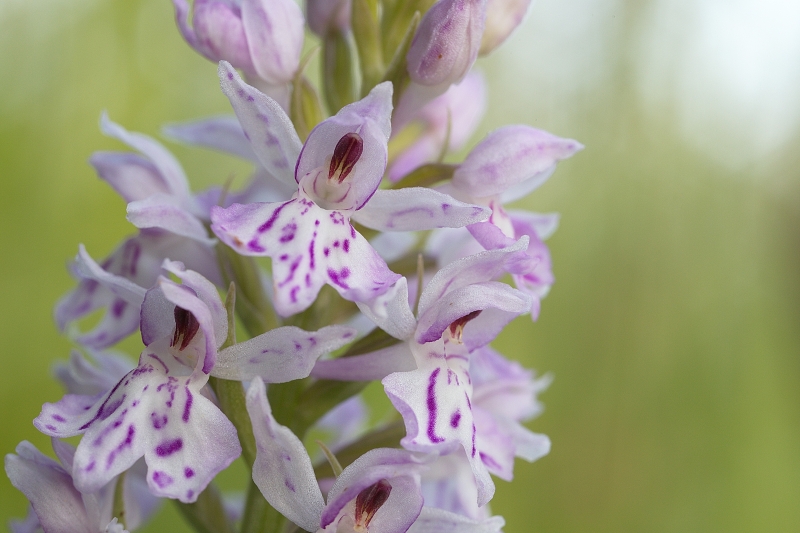 Photo Flore Orchis tacheté (Dactylorhiza maculata)