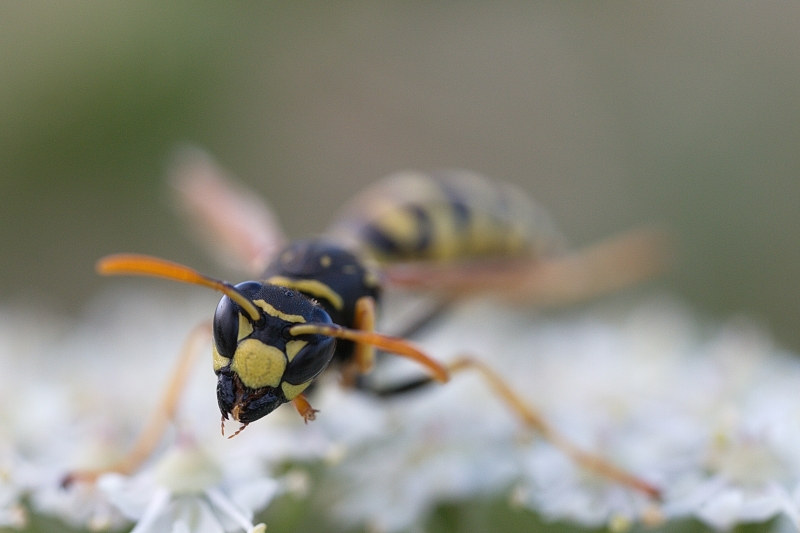 Photo Insectes Poliste française (Polistes dominula)