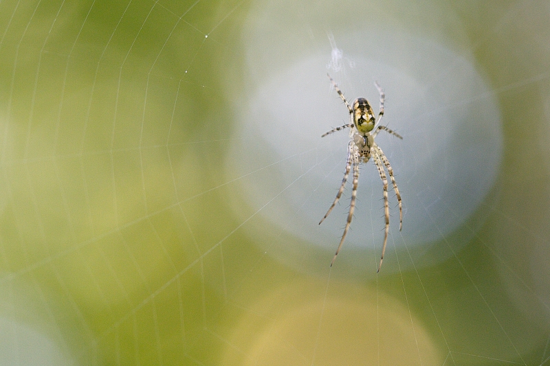 Photo Araignées Méta d'automne (Metellina segmentata)