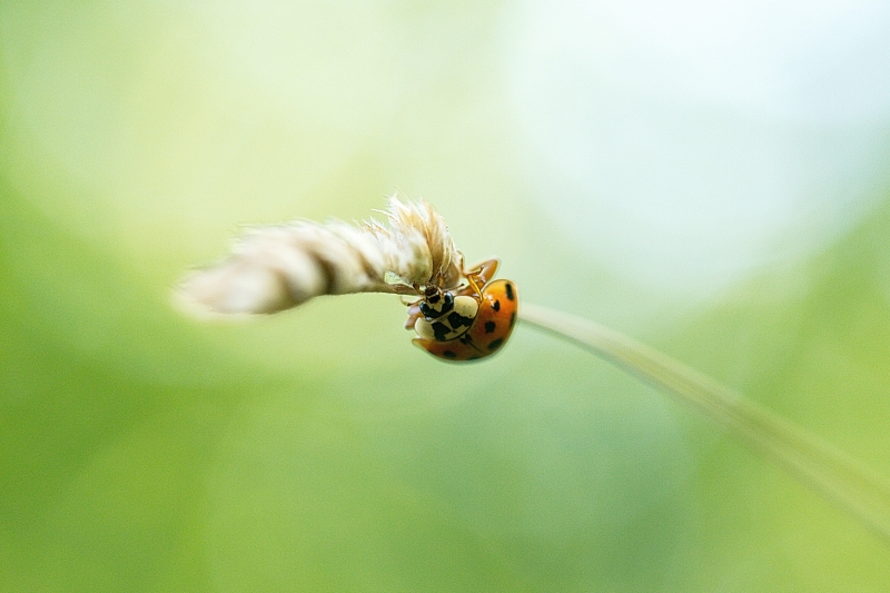Photo Insectes Coccinelle asiatique (Harmonia axyridis)
