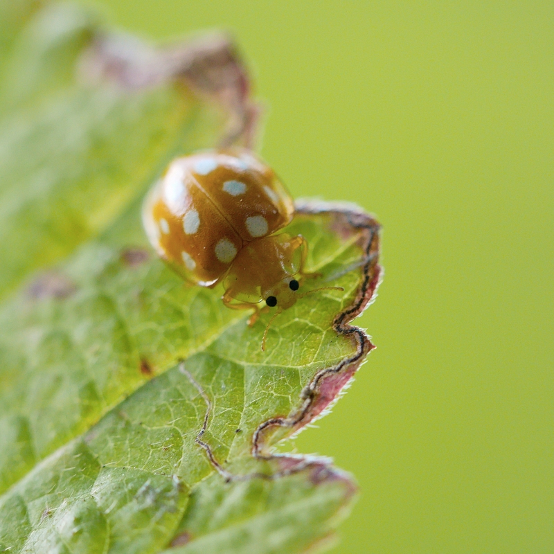 Photo Insectes Grande coccinelle orange (Halyzia sedecimguttata)