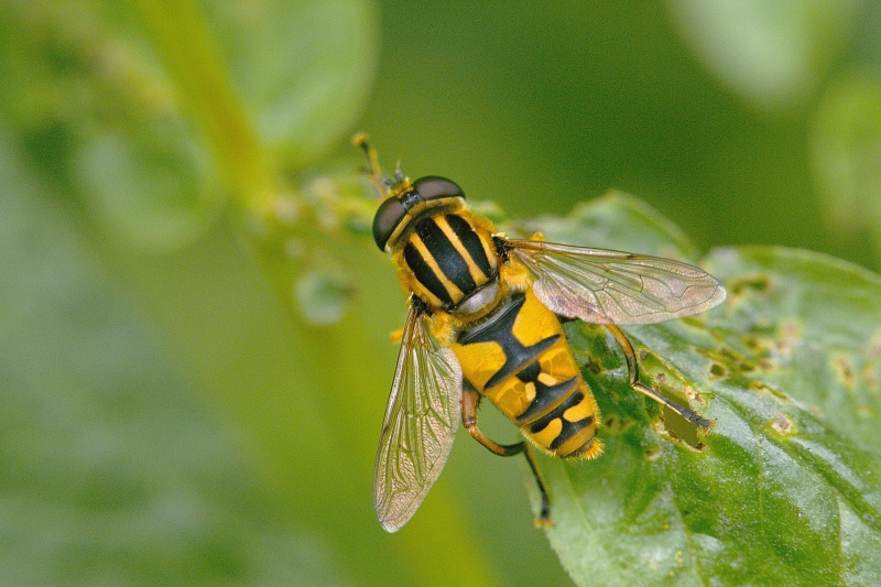 Photo Insectes Hélophile suspendu (Helophilus pendulus)