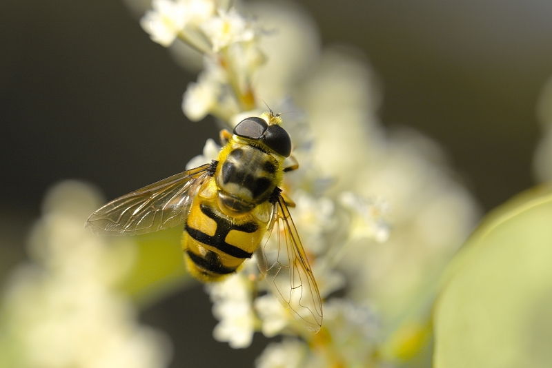 Photo Insectes Eristale des fleurs (Myathropa florea)