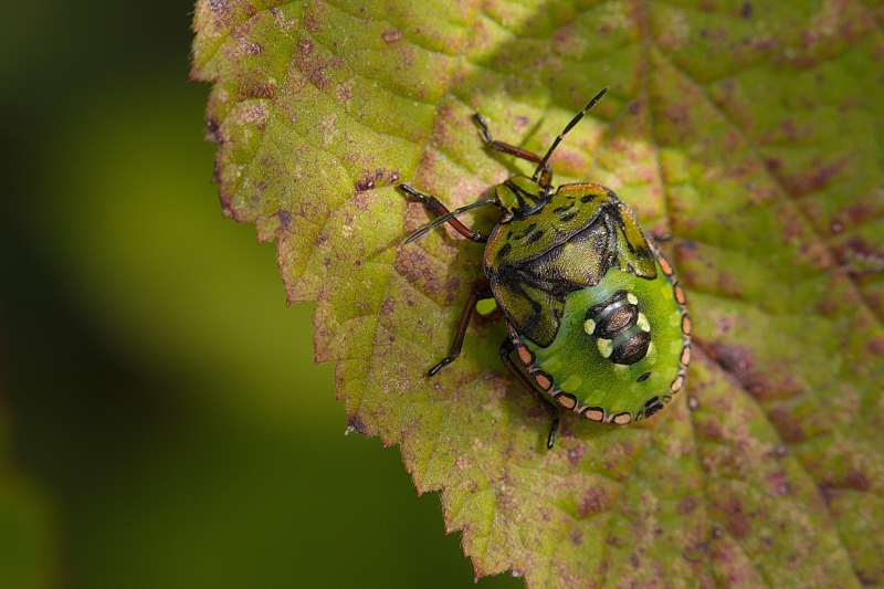 Photo Insectes Punaise verte juvénile (Palomena prasina)