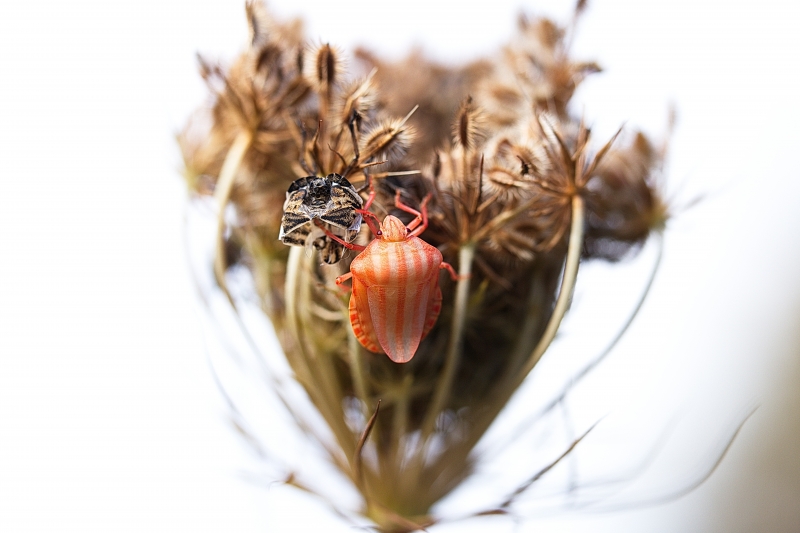 Photo Insectes Punaise arlequin (Graphosoma lineatum)