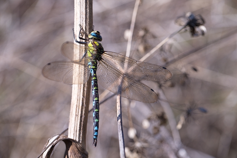 Photo Insectes Aeschne bleue (Aeshna cyanea)