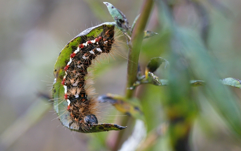 Photo Insectes Noctuelle de la patience (Acronicta rumicis)