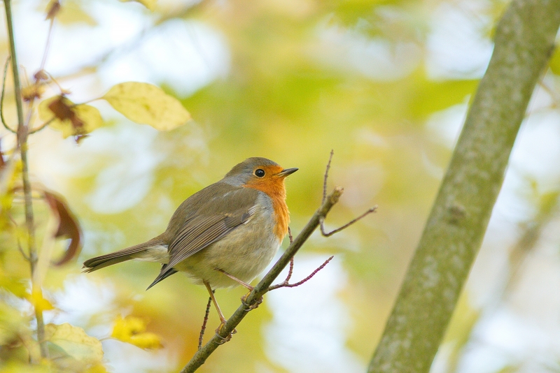 Photo Oiseaux Rouge-gorge familier (Erithacus rubecula)