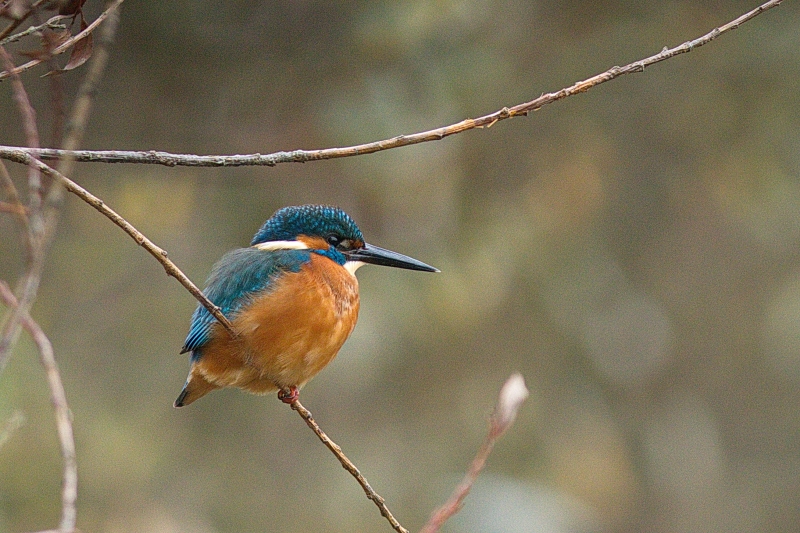 Photo Oiseaux Martin-pêcheur d'Europe (Alcedo atthis)