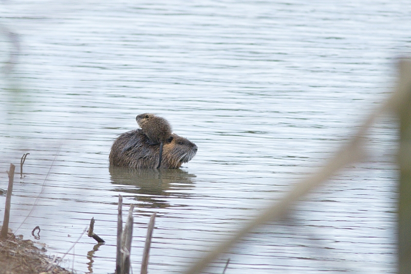 Photo Mammifères Ragondin (Myocastor coypus)