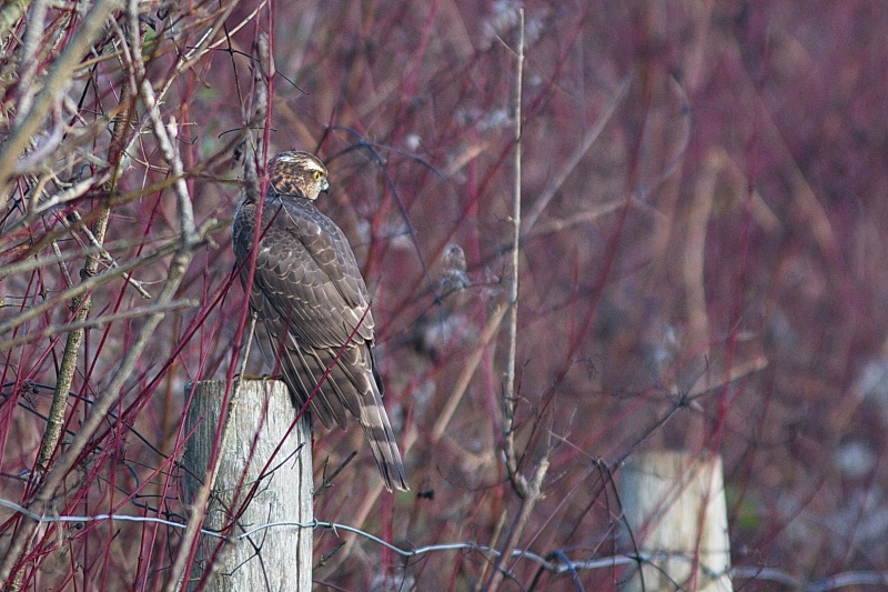Photo Oiseaux Épervier d'Europe (Accipiter nisus)