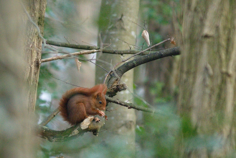 Photo Mammifères Ecureuil roux (Sciurus vulgaris)