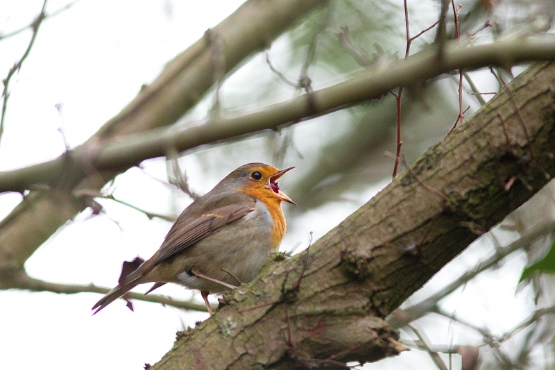 Photo Oiseaux Rouge-gorge familier (Erithacus rubecula)