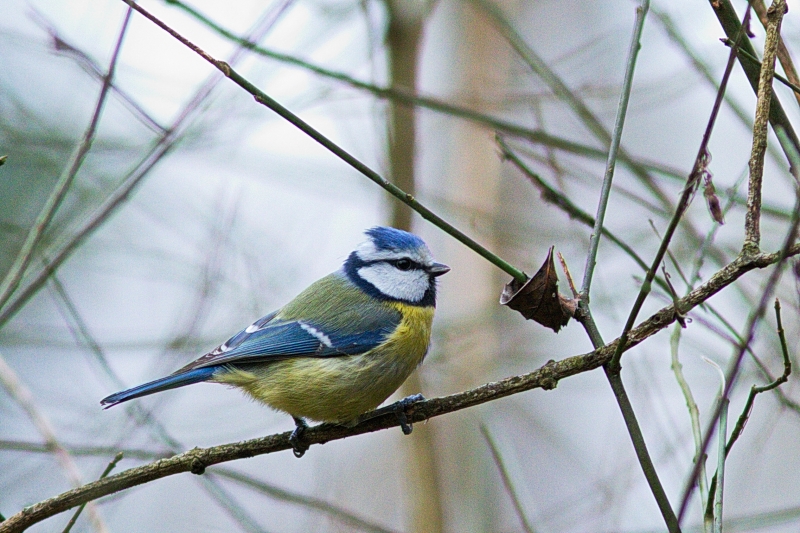 Photo Oiseaux Mésange bleue (Cyanistes caeruleus)