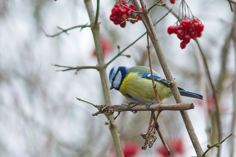 Photo Oiseaux Mésange bleue (Cyanistes caeruleus)