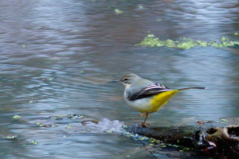 Photo Oiseaux Bergeronnette des ruisseaux (Motacilla cinerea)
