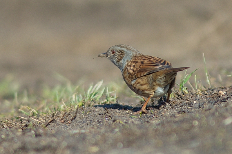 Photo Oiseaux Accenteur mouchet (Prunella modularis)