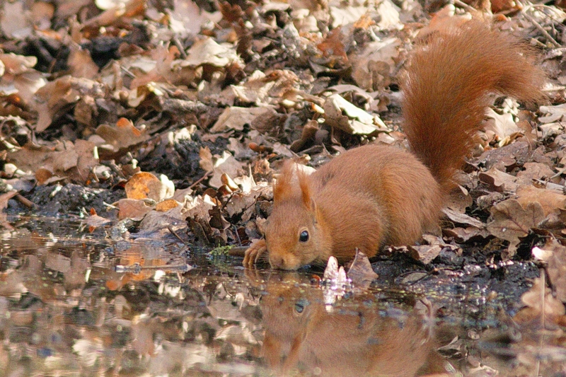 Photo Mammifères Ecureuil roux (Sciurus vulgaris)