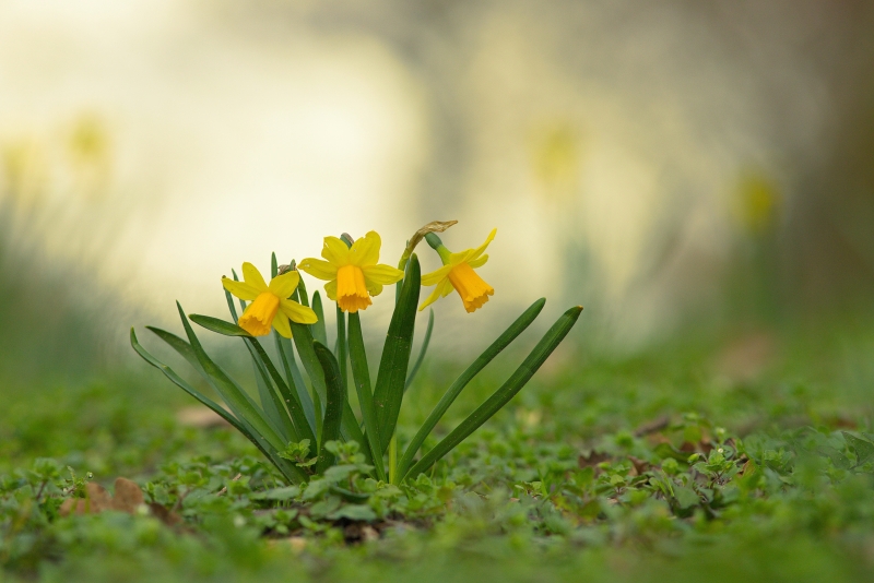 Photo Flore jonquille