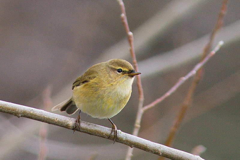Photo Oiseaux Pouillot véloce (Phylloscopus collybita)