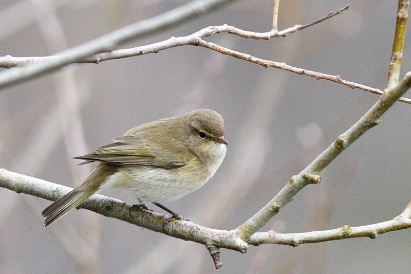 Photo Oiseaux Pouillot véloce (Phylloscopus collybita)
