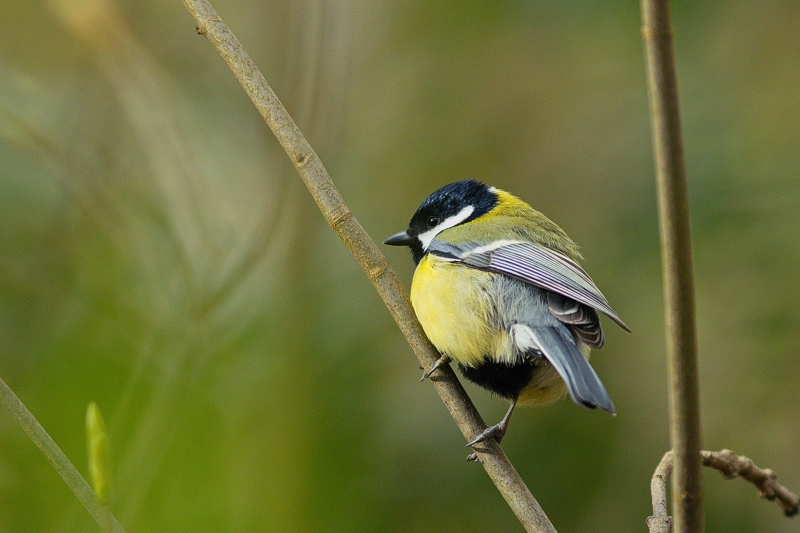 Photo Oiseaux Mésange charbonnière (Parus major)