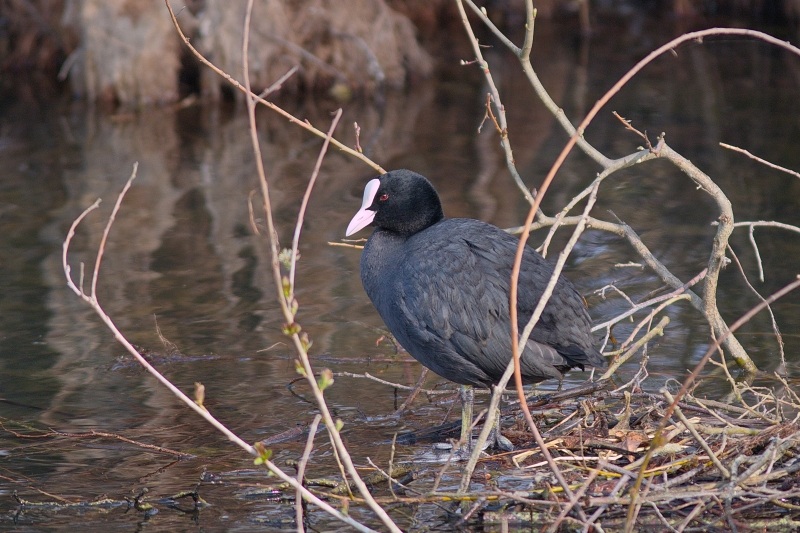 Photo Oiseaux Foulque macroule (Fulica atra)