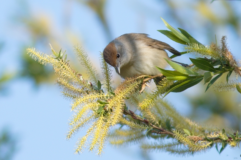 Photo Oiseaux Fauvette à tête noire (Sylvia atricapilla)