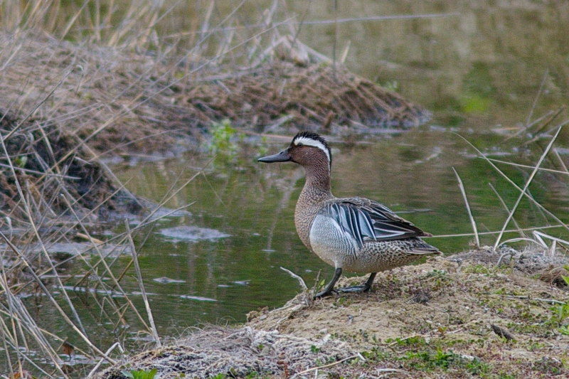 Photo Oiseaux Sarcelle d'été (Spatula querquedula)