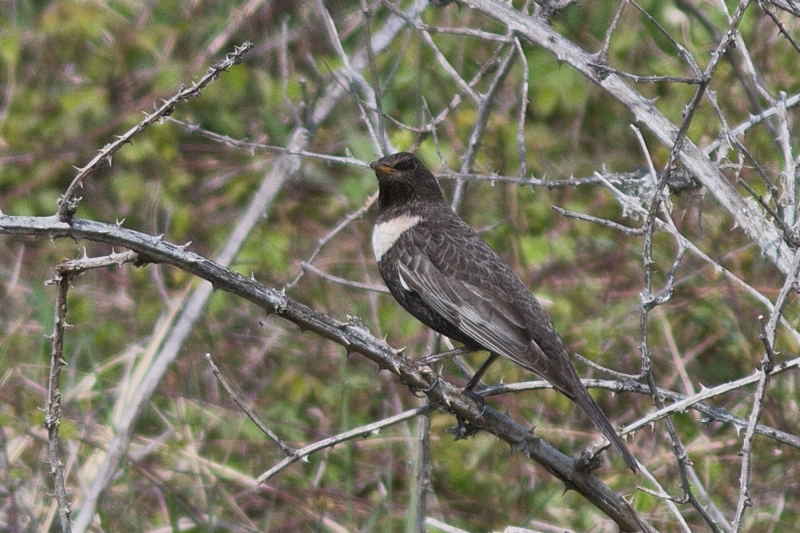 Photo Oiseaux Merle à plastron (Turdus torquatus)